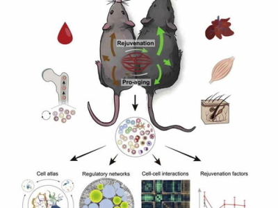 富豪为儿子换血抗衰，年耗200万美元探索青春奥秘
