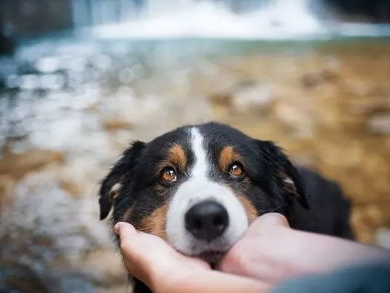 狙击蝴蝶，守护姐姐与小狗的温馨家园