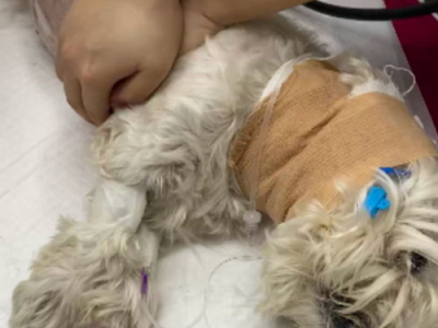 男子毒杀9条宠物狗案一审宣判：罪行恶劣，依法严惩