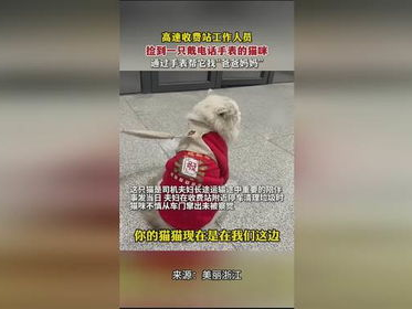 喵星奇遇：收费站偶遇会打电话的萌猫