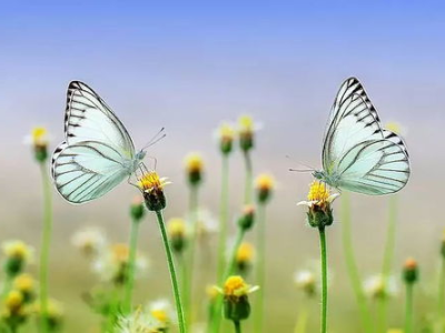 狙击蝴蝶，探寻自然界的神秘瑰宝