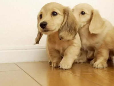 爱宠情深：狗狗合影助力宠物中毒案正义